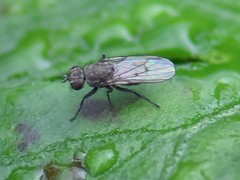 Schoenomyza litorella