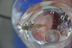 Palaemon macrodactylus