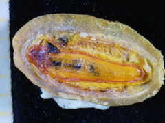 Callochiton doriae