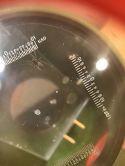 Lycosidae