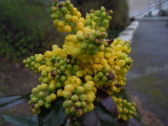 Berberis aquifolium
