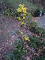 Berberis aquifolium