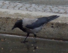 Corvus cornix