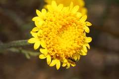 Chaenactis glabriuscula megacephala