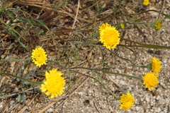 Chaenactis glabriuscula megacephala