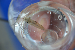 Palaemon macrodactylus