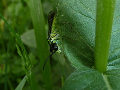 Tenthredo mesomela
