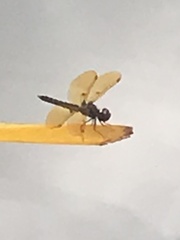 Perithemis domitia