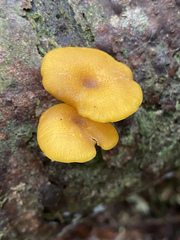 Chrysomphalina chrysophylla