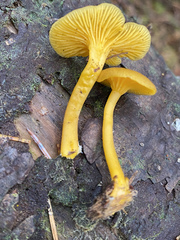 Chrysomphalina chrysophylla