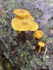 Chrysomphalina chrysophylla