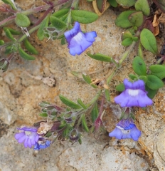 Chaenorhinum