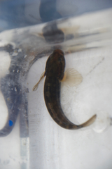 Tridentiger trigonocephalus