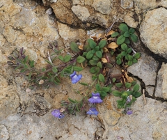 Chaenorhinum