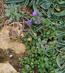 Chaenorhinum