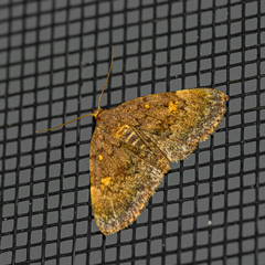 Idia diminuendis
