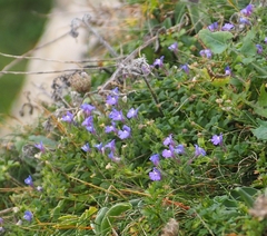 Chaenorhinum