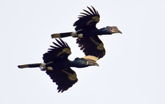 Silvery-Cheeked Hornbill photo 3