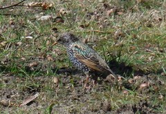 Sturnus vulgaris