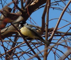 Parus major