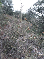 Adenocarpus telonensis