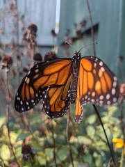 Danaus plexippus