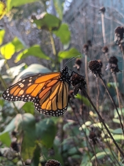 Danaus plexippus