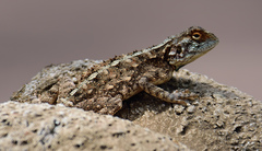 Agama aculeata