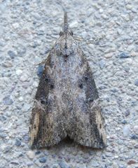 Hypena humuli