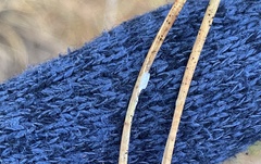 Chionaspis pinifoliae