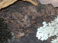 Dermatocarpon muhlenbergii