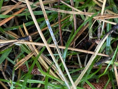 Chionaspis pinifoliae