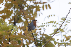 Erithacus rubecula