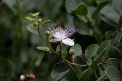 Capparis spinosa