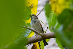 Passer domesticus