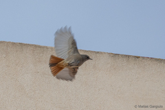 Phoenicurus ochruros