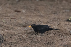 Turdus merula