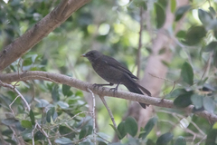 Turdus merula