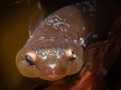 Apletodon dentatus