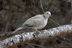 Streptopelia decaocto