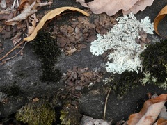 Dermatocarpon muhlenbergii