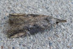 Hypena humuli