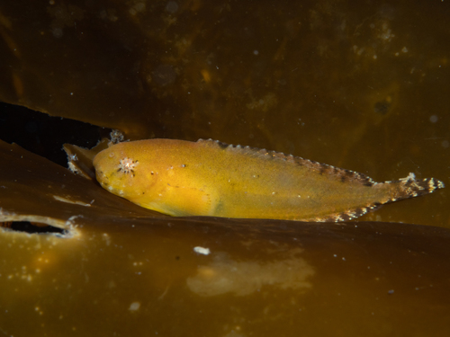 Montagu's Seasnail