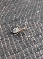 Himacerus