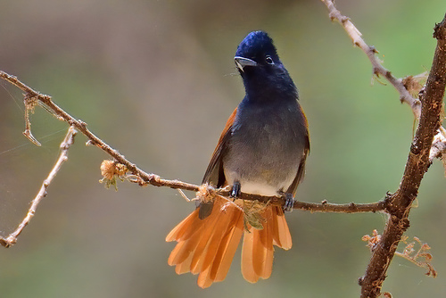 African Paradise-Flycatcher