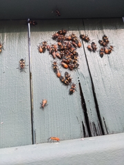 Oncopeltus fasciatus