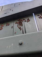 Oncopeltus fasciatus