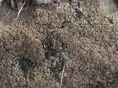 Dermatocarpon intestiniforme