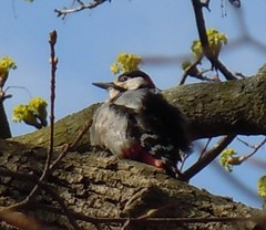 Dendrocopos major