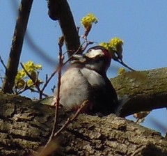 Dendrocopos major